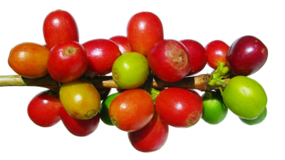 BID Online - Biodiversity Data Mobilization