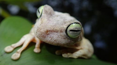 BID CARIBBEAN 2017 - Biodiversity Data Mobilization Workshop